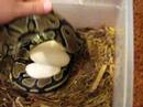 2008 Clutch#4 Ball Python eggs part#1
