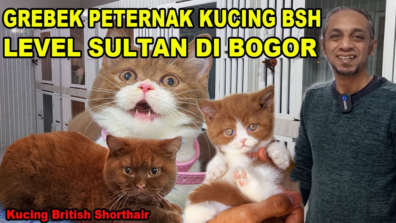 Grebek Peternak Kucing BSH Level Sultan Untuk Show