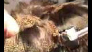 Tying Tips 2 - Selecting Feathers for Soft Hackle Flies
