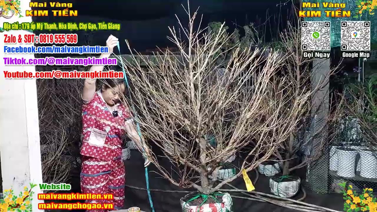 Mai Vàng Nhiều Nụ Đón Tết Bao Ship Toàn Quốc - Mai Vàng Kim Tiền Chợ Gạo