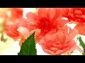 【作業用BGM】元気回復！癒しのピアノ曲集(１時間)