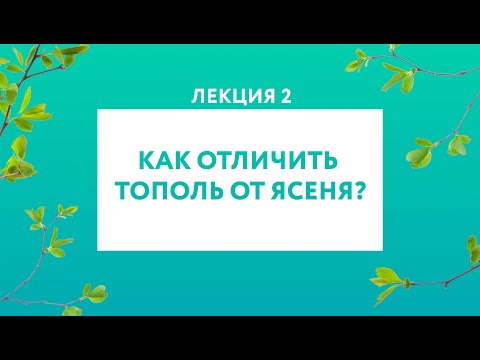 Видео: Искривленная белая сосна Информация - Узнайте о белых соснах с искривленным ростом