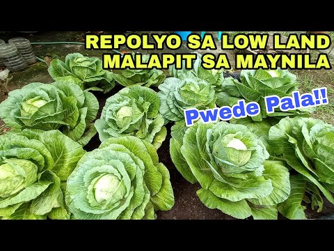 Video: Growing Hybrid Varieties ng repolyo: Paano Magtanim ng Parel Cabbage Seeds