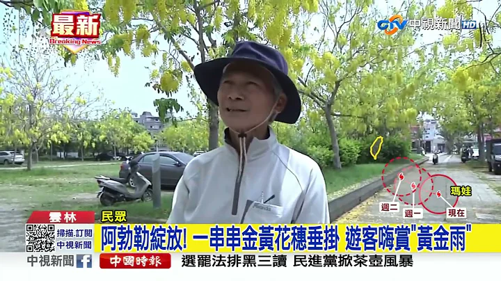 阿勃勒绽放! 一串串金黄花穗垂挂 游客嗨赏"黄金雨"│中视新闻 20230528 - 天天要闻