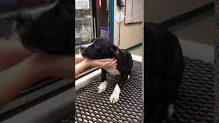 Meet Myra A Terrier American Pit Bull Currently Available For Adoption 8272019 43655 Pm