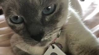 Pregnant Cat attacks IPhone