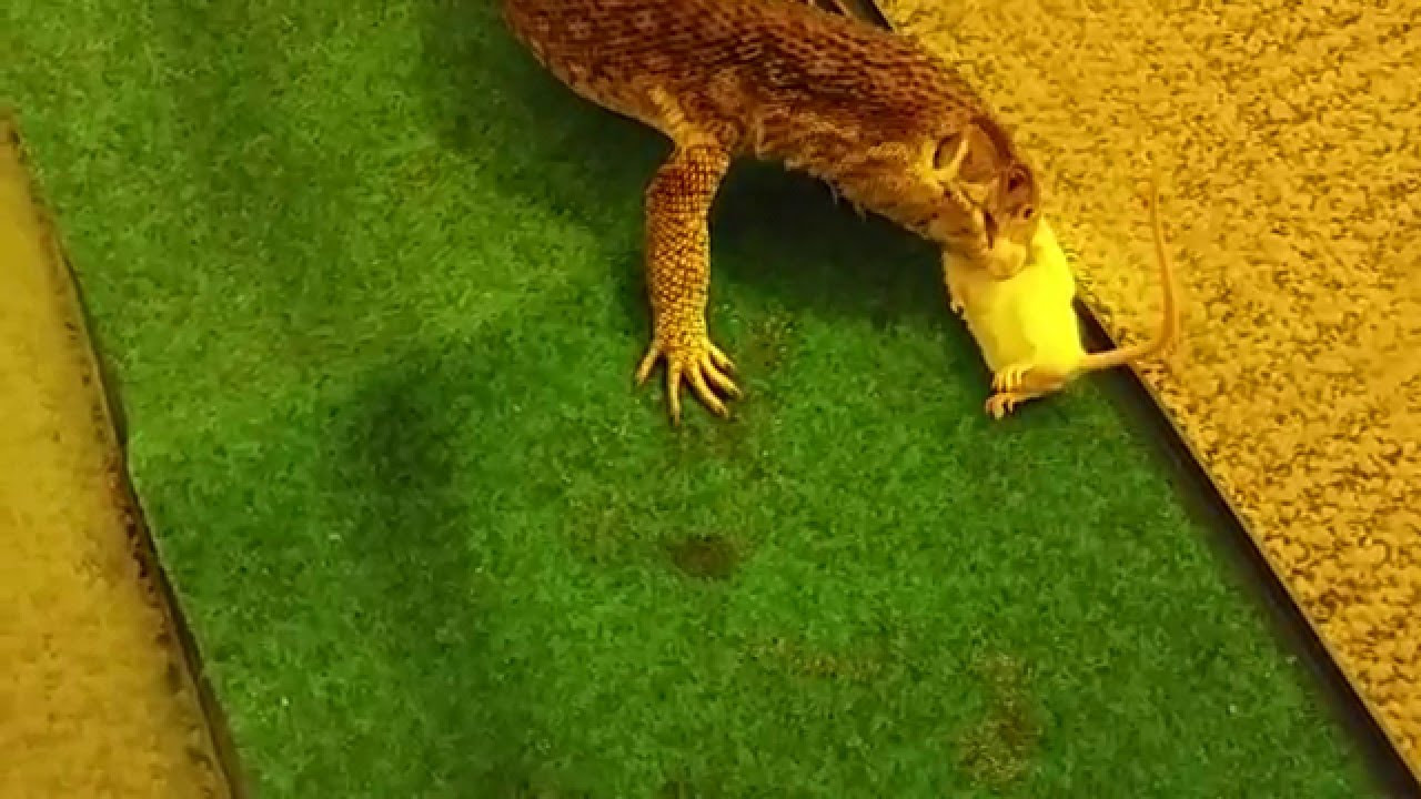 Feeding my Savannah Monitor Two Mice LIVE FEEDING