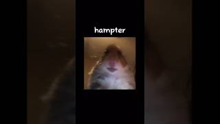 hampter | credit: chobus | Not my art shorts hampter meme