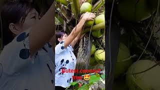 Harvesting Coconut Fruit harvest coconut tree shorts