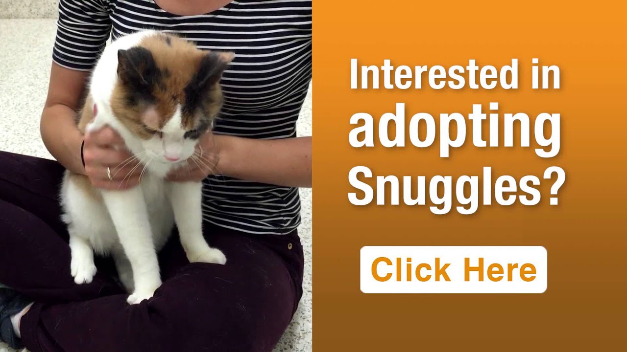aspca near me Pet of the Week: Snuggles