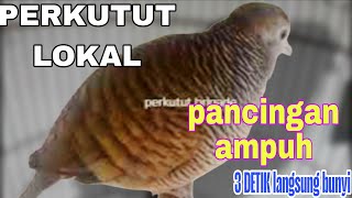 Download Lagu Perkututut lokal gacor PANCINGAN AMPUH 3 DETIK langsung bunyi MP3