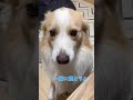 怖い夢をみて目が覚めてしまった犬...