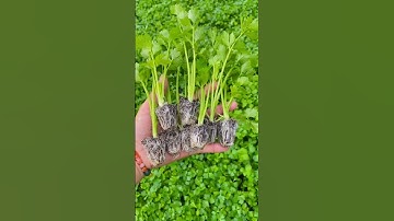 Celery Seedlings Are Ready For TransTransplanting #satisfying #short