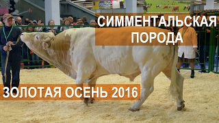 Бык Симментальской породы. Выставка Золотая осень 2016 Бык Симментальской породы. Выставка Золотая осень 2016
