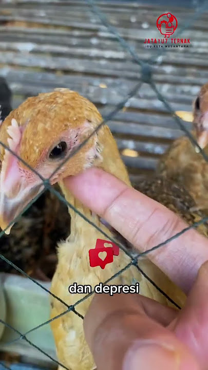 Manfaat memelihara ayam untuk hiburan sehat