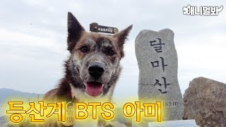 달마산 공식 등산 안내견 위촉된 썰 푼다ㅣHow I Become An Official Hike Guide Dog