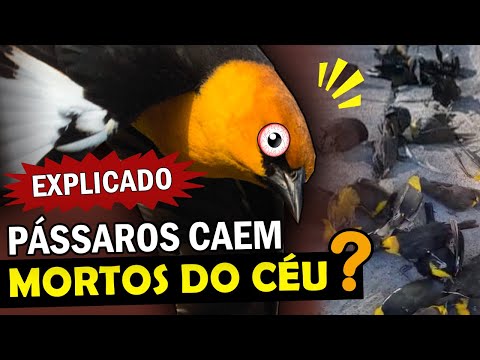 Vídeo: Quantos pássaros morrem em derramamentos de óleo?