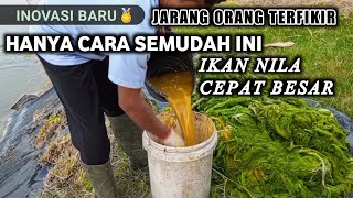 PAKAN IKAN NILA AGAR CEPAT BESAR | PENGGANTI PELET