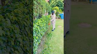 How to plant cuttings #plantcutting #shortvideo #garden #greenwall