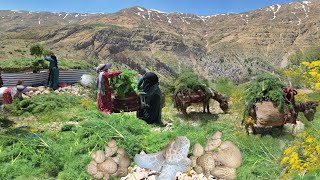 🏔️ A Lonely Nomadic Woman | Collecting Wild Grass to Build and Cover a Nomadic Hut in the Mountains