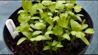 Tanam ketumbar cara daun Cara Tanam Tanam ketumbar cara daun 8 Cara