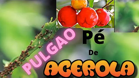 O que é bom para matar pulgão de pé de acerola?
