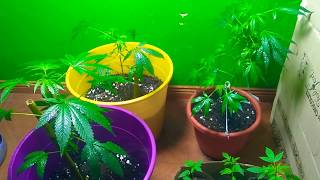 OG Kush para la Floración