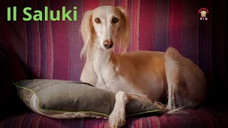 Il Saluki Il cane che canta by Fidotutorial 1,155 views 1 year ago 4 minutes, 16 seconds