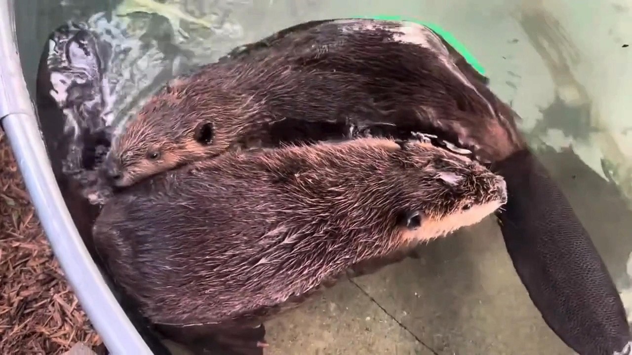 История реабилитации Спраут и Блоссом