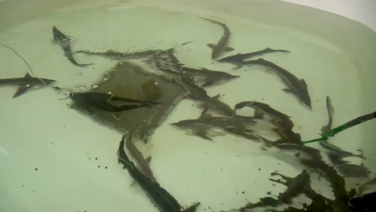 Учёные АГТУ рассказывают о проекте, выигравшем грант РНФ