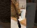 His Tail Triggers the Soap Dispenser… and He Has No Idea🤣🤣🤣#catsoftiktok #cute #viral #fyp