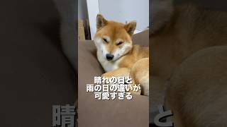 柴犬とん君、しっかりと意思表示するところ、ほんとすごいよね！　#柴犬　#柴犬とん