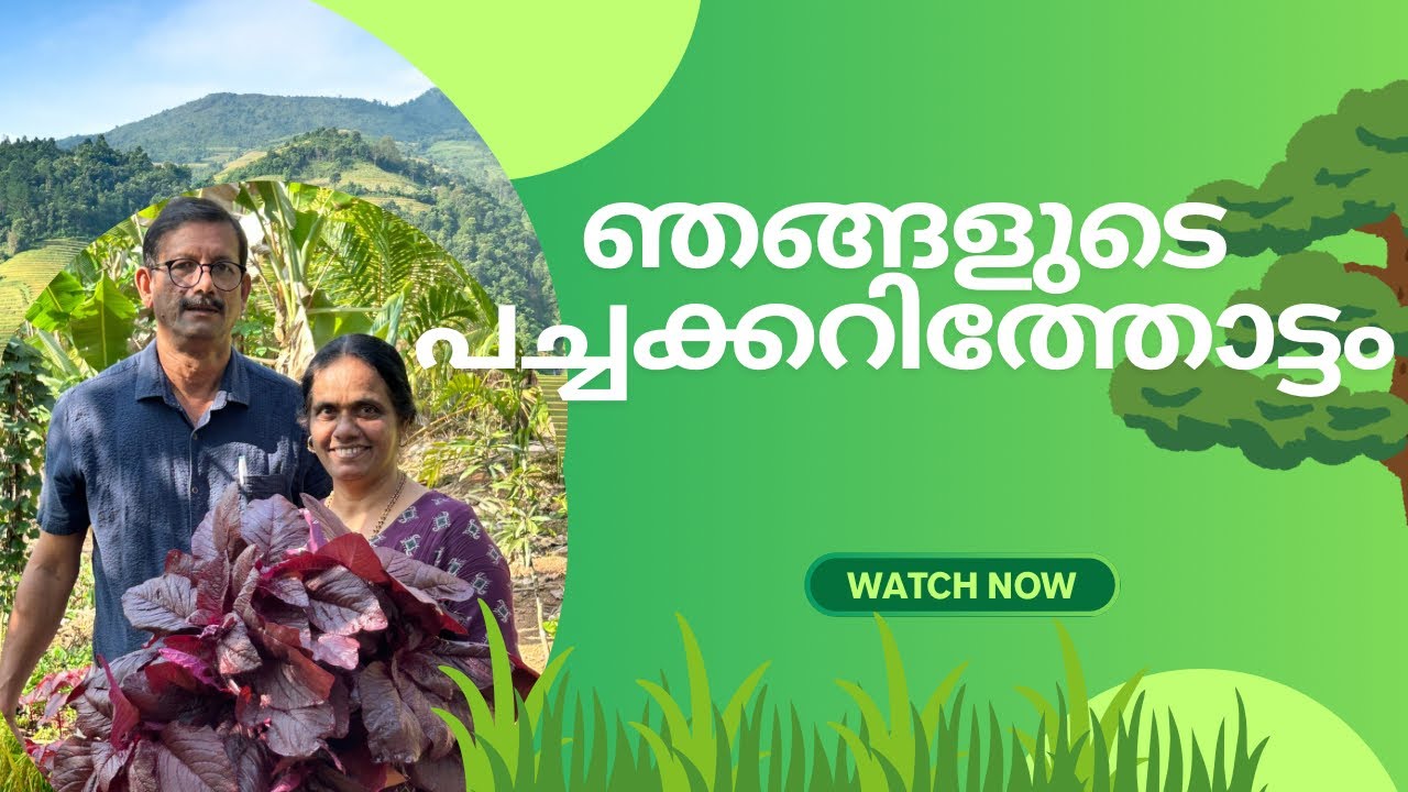 ഞങ്ങളുടെ പച്ചക്കറിത്തോട്ടം👨‍🌾🌾   #farming #food #spinach #kerala #tamilnadu #like #subscribe #share 