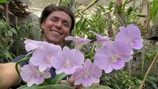: ORQU'IDEA DENPHAL,ADUBAC~AO E MELHOR FORMA DE CULTIVO