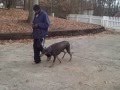 Working Dogs. Master Christian Dog Training Atlanta Working Dogs. Master Christian Dog Training Atlanta