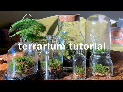 วีดีโอ: Moss Terrarium Care - เรียนรู้วิธีการทำ Moss Terrariums