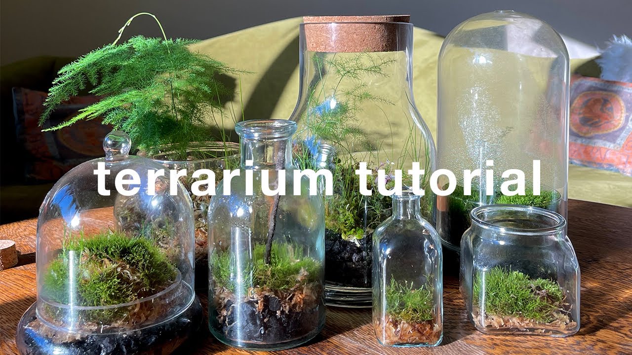 how to make a closed terrarium and basic care 🍃 | easy tutorial