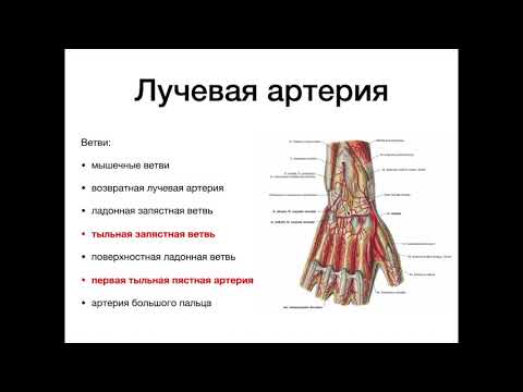 Артерии верхней конечности плечевая, лучевая, локтевая, артерии кисти