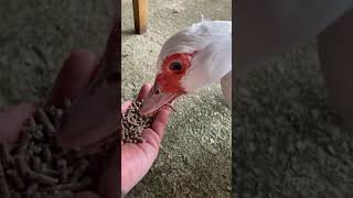 Tinker the duck demands her breakfast 🦆😄🦆 #shorts