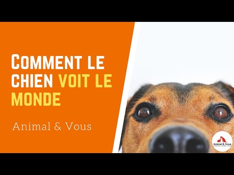 La psychologie du chien et sa vision du monde