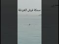 السائح الروسي و سمكة القرش في الغردقة