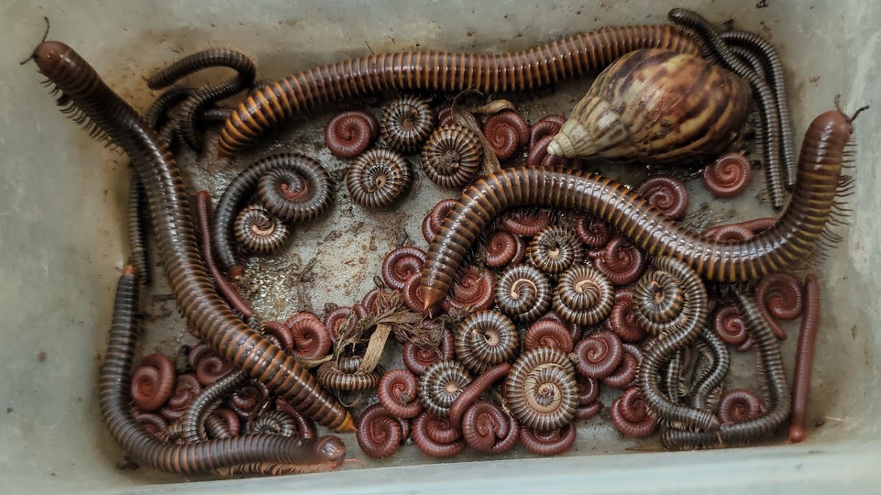 Catch Beautiful Wheel Millipedes, Giant African Millipedes, Snail, Small Red Millipedes