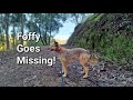 Foffy Goes Missing!