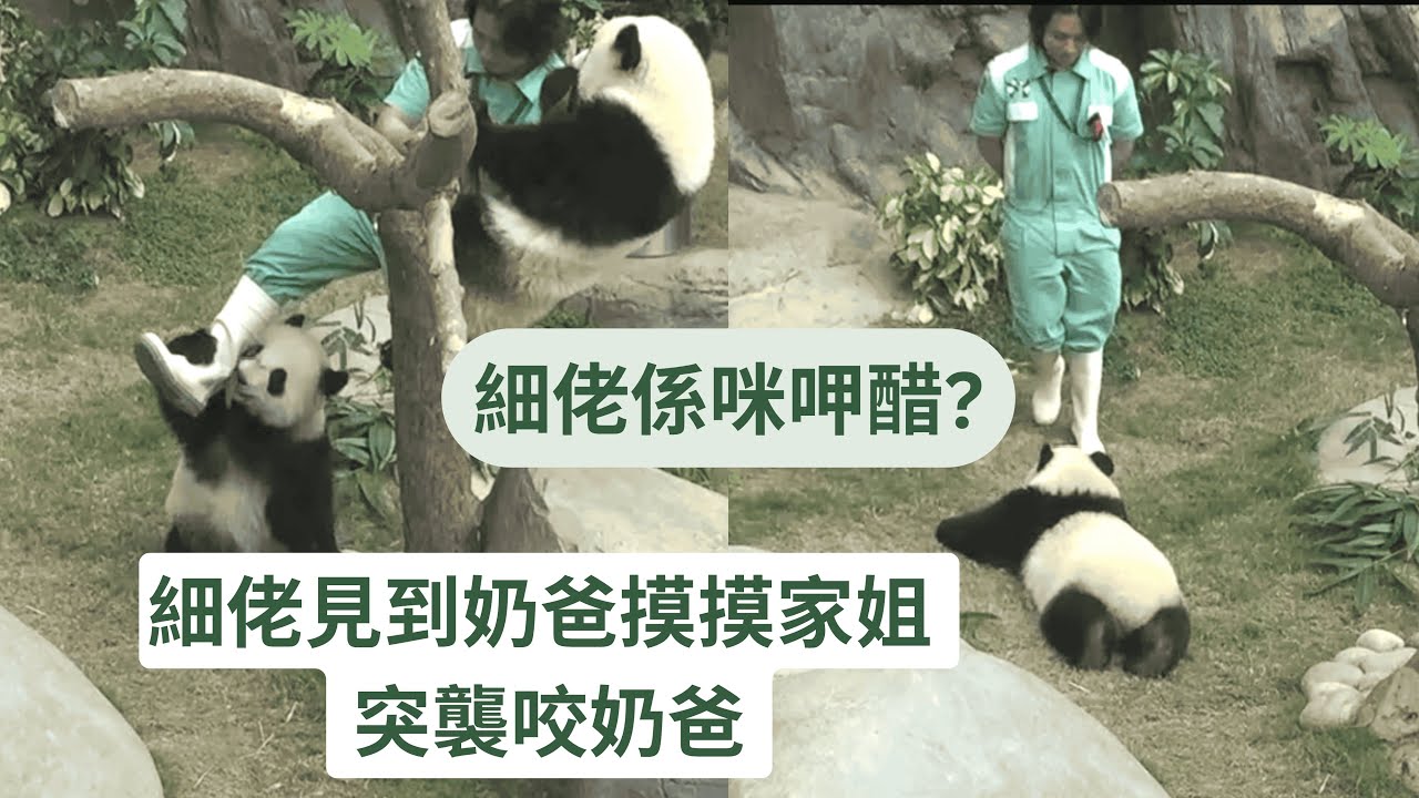 細佬見william奶爸摸摸家姐  突襲咬奶爸 | 細佬呷醋 撒嬌求按摩 #panda #cutepanda #熊貓 #香港