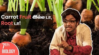 Carrot Fruit இல்ல டா, Root டா! | Class 7 | Chitti Classes