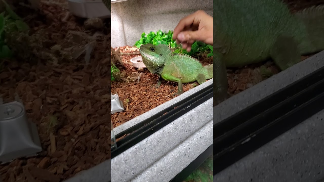 lllreptile and supply co inc