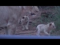 Pride of 8 Lions with cubs walk right next to vehicle on safari in South Africa