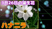 6月6日の誕生花 ペンステモン どんな花 あなたに送る花言葉は Youtube 6月6日の誕生花 ペンステモン どんな花 あなたに送る花言葉は Youtube