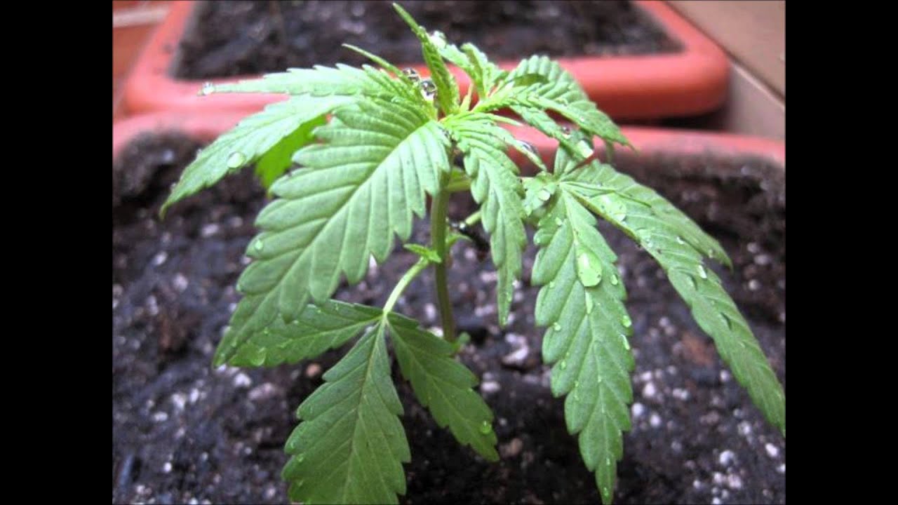 ZONA GANJAH DE LA TIERRA CRECE - YouTube