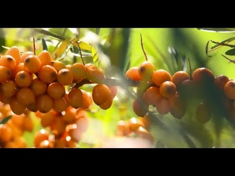 Vidéo: Baies Vitaminées D'argousier